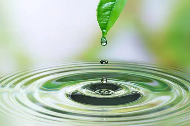 guzmania leaf cup water level