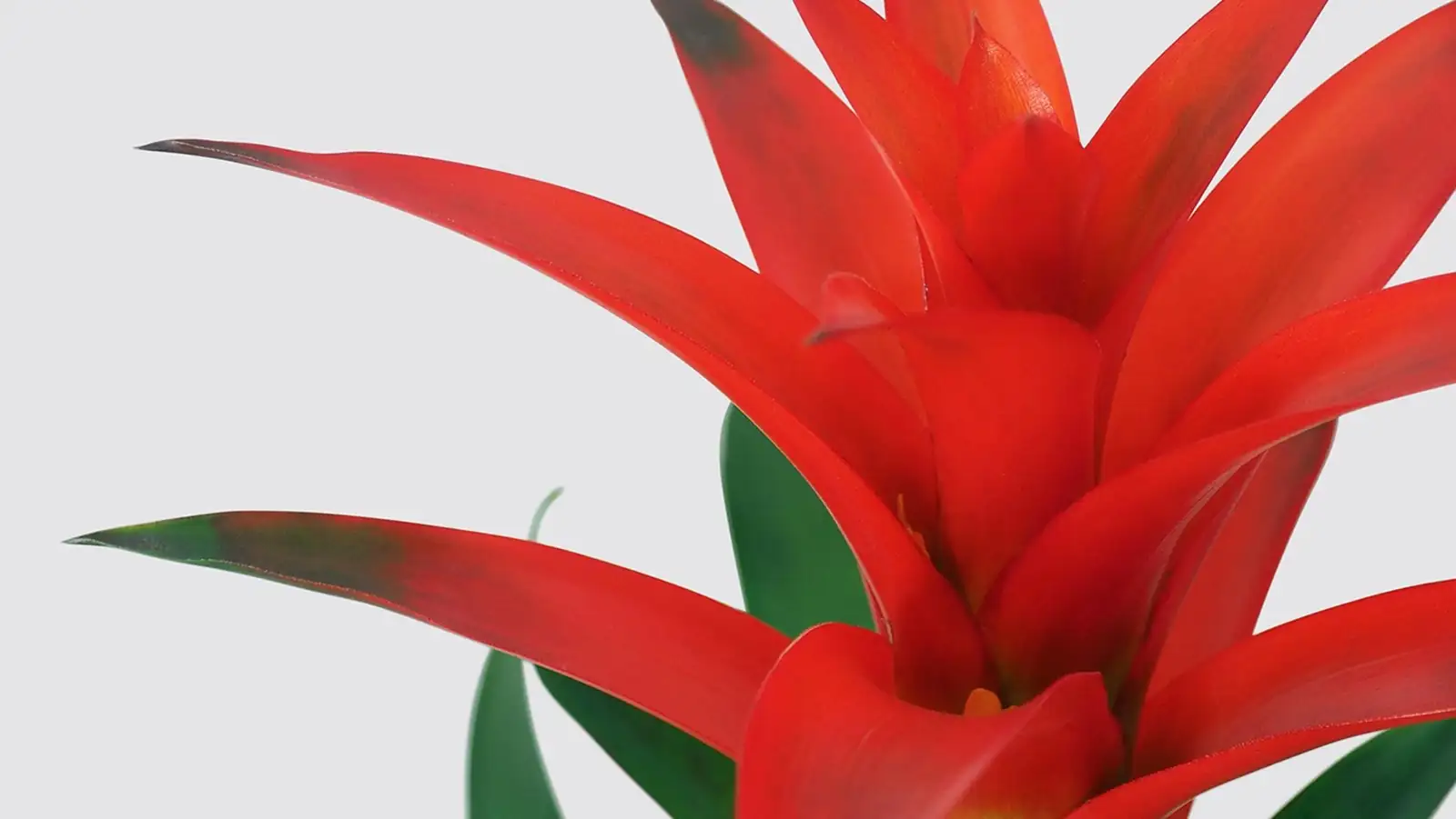 guzmania red bract central cup close-up
