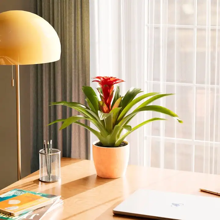 guzmania near east window office