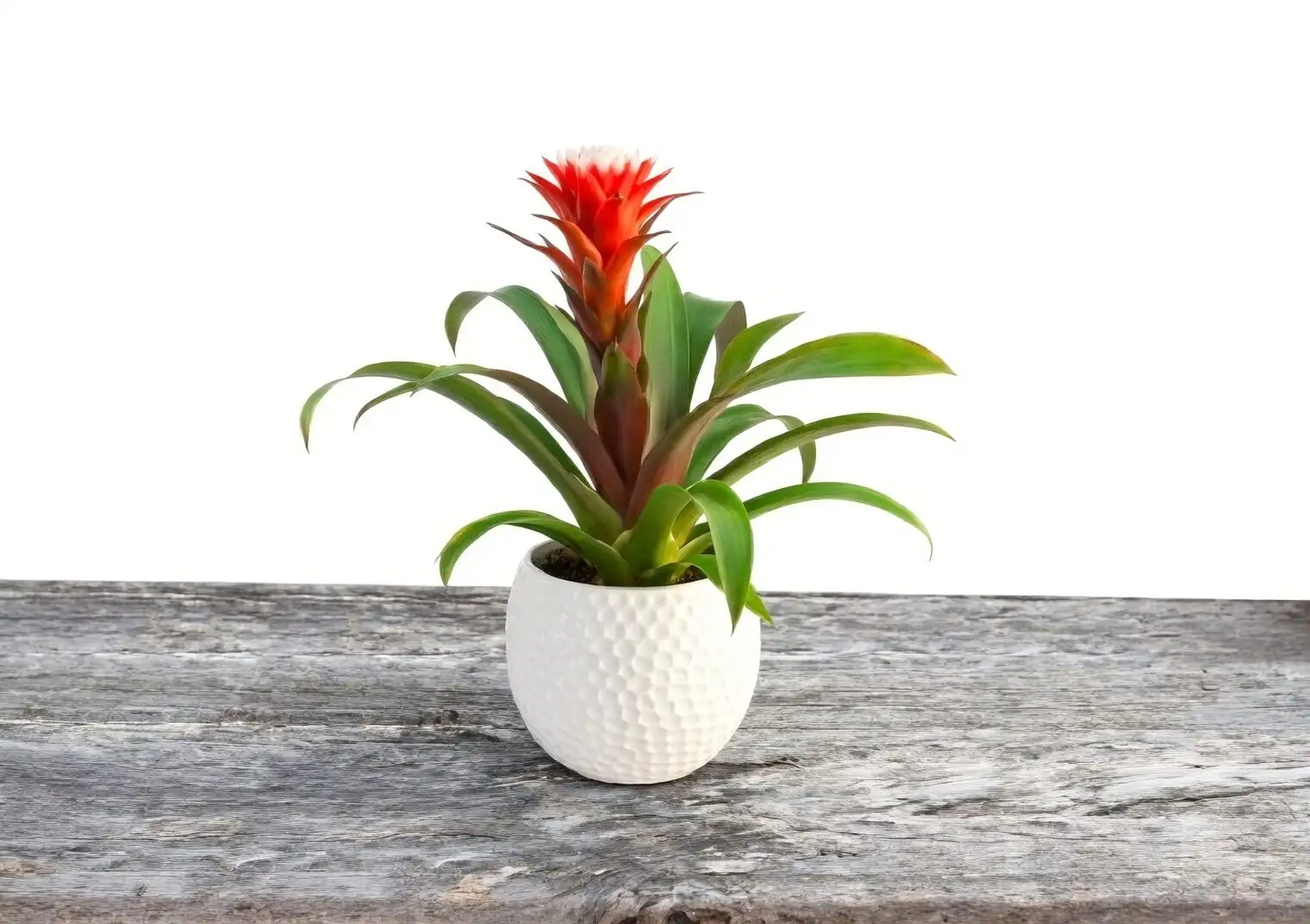 guzmania leaf cup water pour