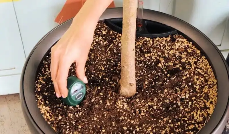 Chinese dunce cap watering moisture meter