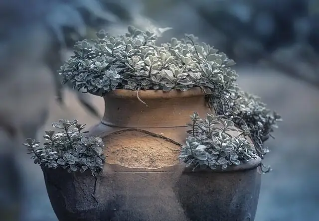Chinese dunce cap terracotta pot gritty mix