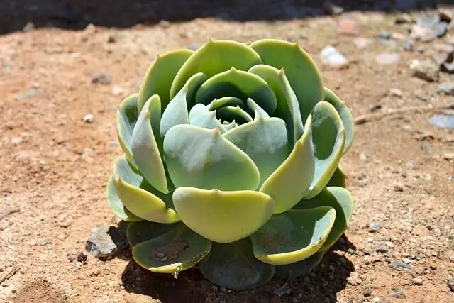orostachys furusei etiolated rosette