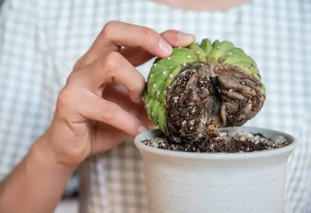 orostachys furusei rotten roots in hand