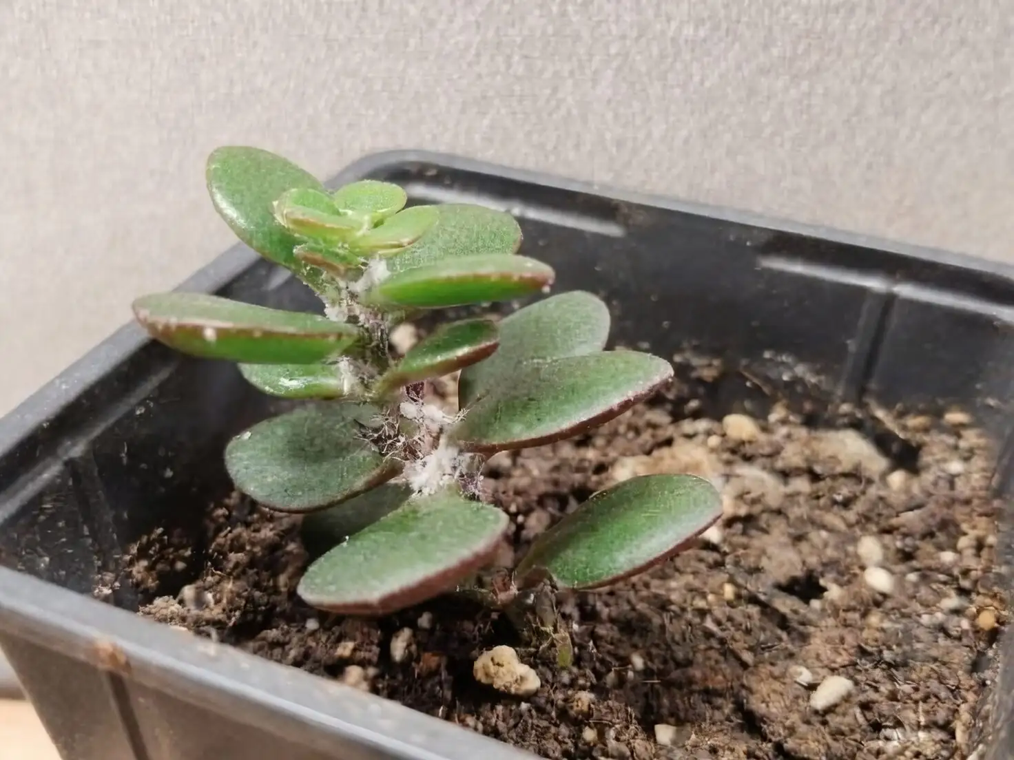 orostachys furusei mealybugs cotton swab