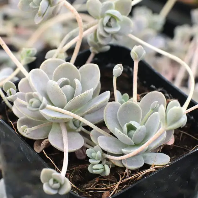Orostachys furusei offsets in pot