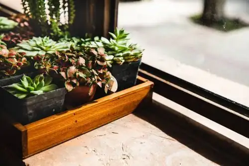 Orostachys furusei sunny windowsill