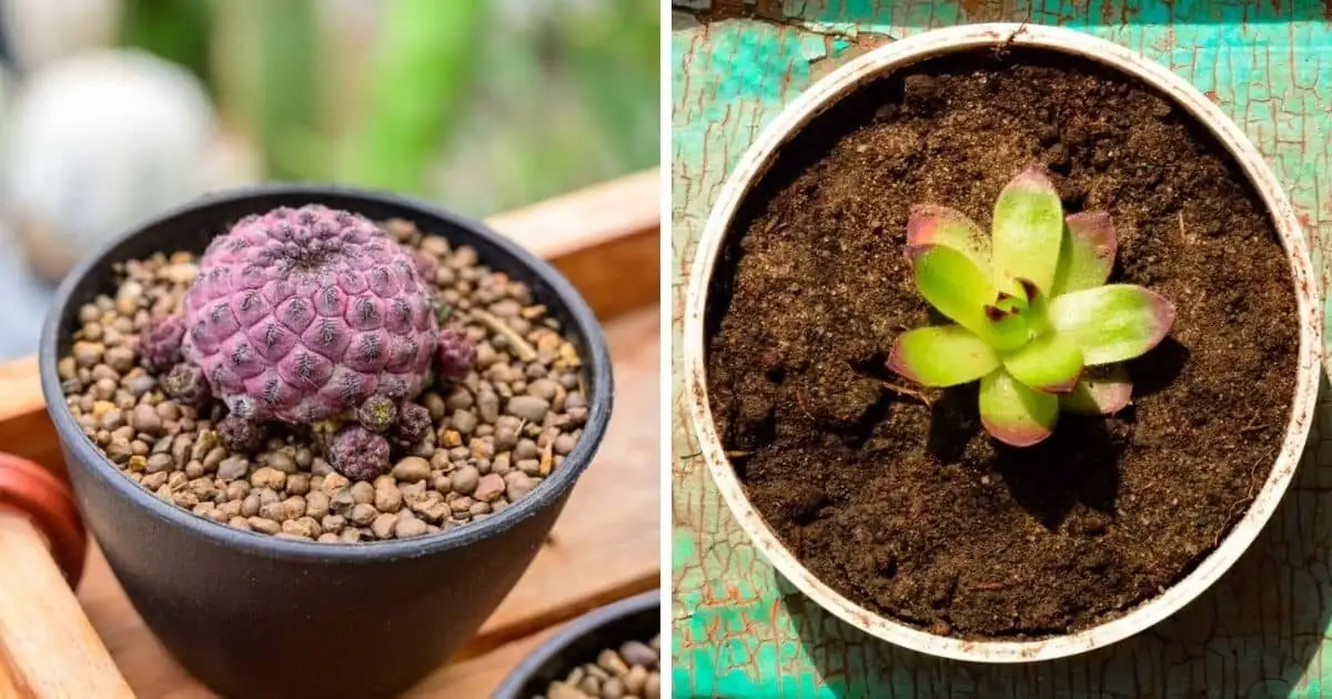 Orostachys furusei gritty soil mix