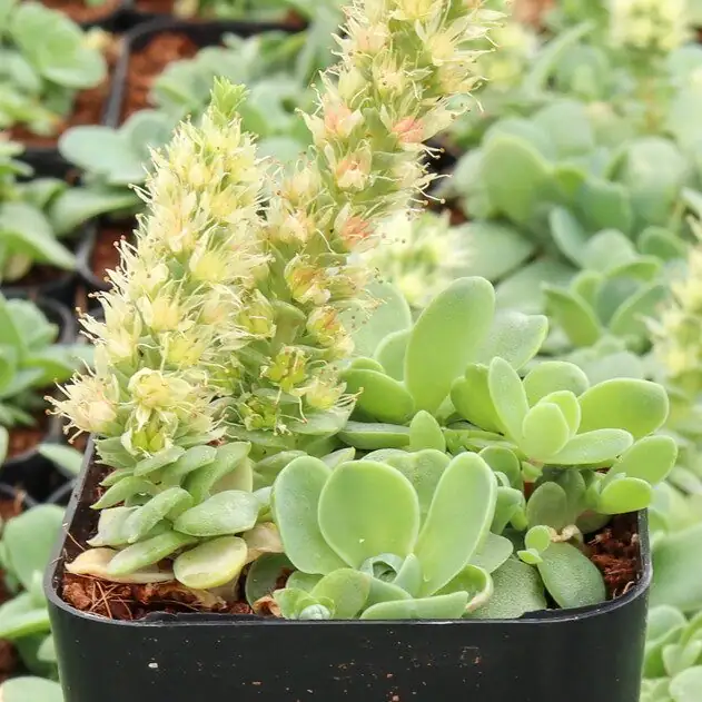 Chinese dunce cap pruning flower stalk