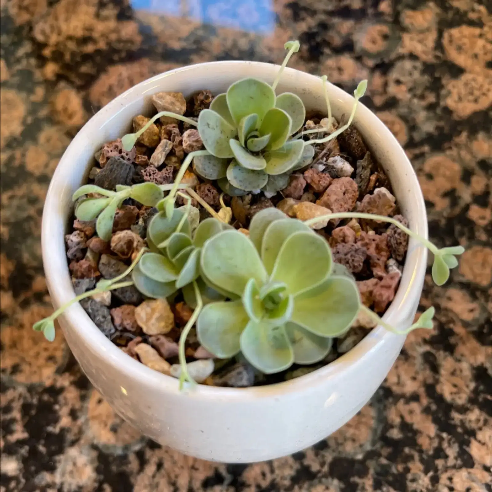 Chinese dunce cap repotting gritty soil