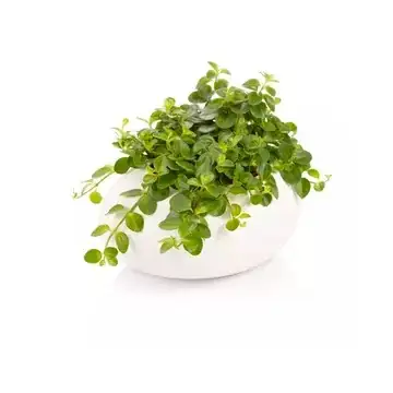 orostachys furusei concrete pot white stones