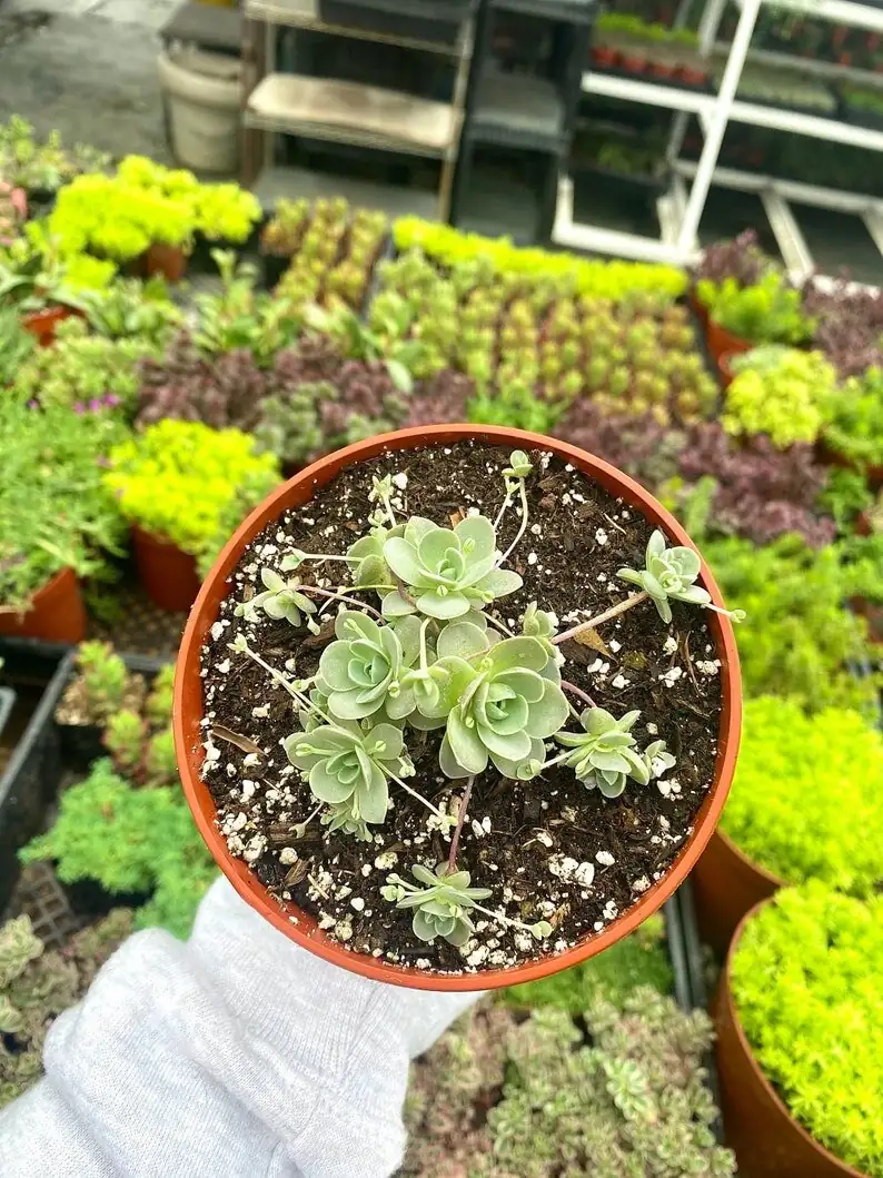 Chinese dunce cap repotting hands