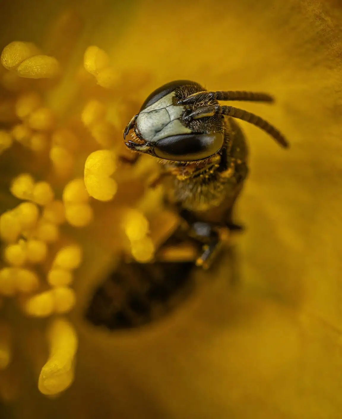 Chinese dunce cap scale insects close-up