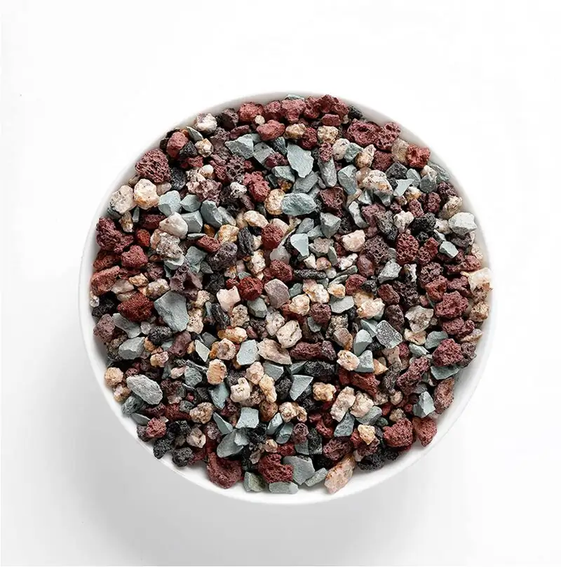 Orostachys furusei roots in gritty mix