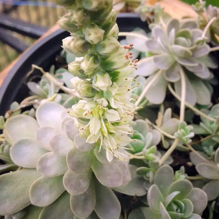 orostachys furusei cluster with flower