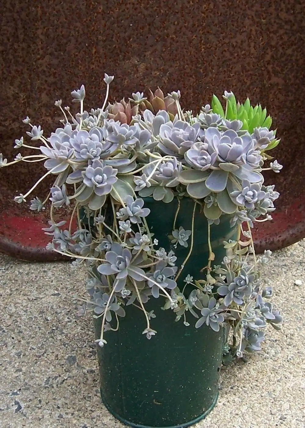 orostachys furusei pruning flower stem