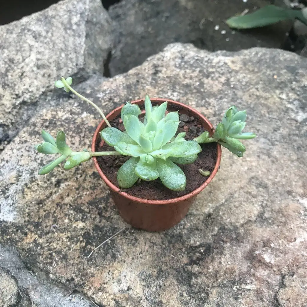 orostachys furusei seed bagging stalk