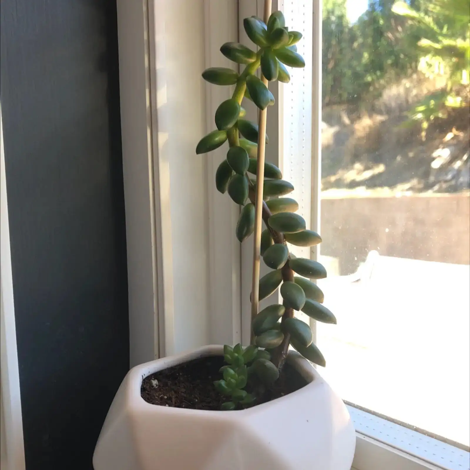 jelly bean plant summer shade cloth