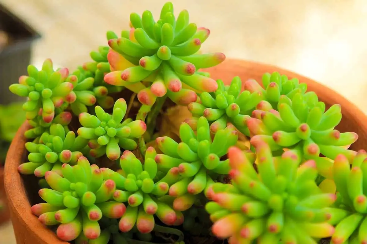 jelly bean plant watering hands