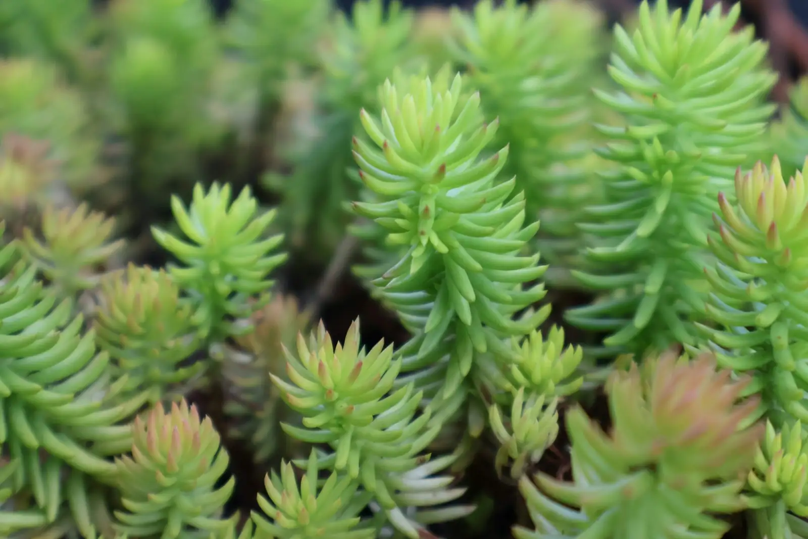 sedum rubrotinctum leaf propagation tray