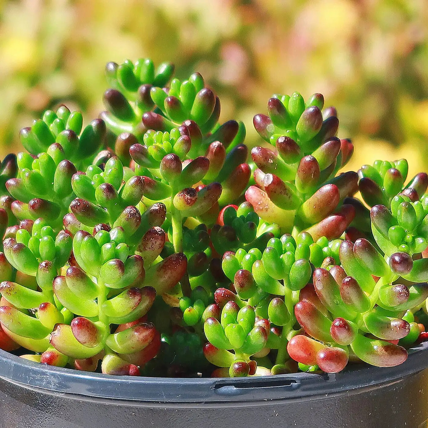 Sedum rubrotinctum potting mix