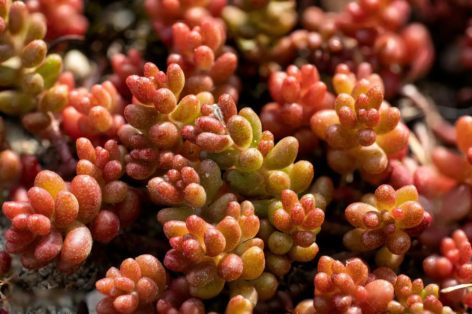 jelly bean sedum watering