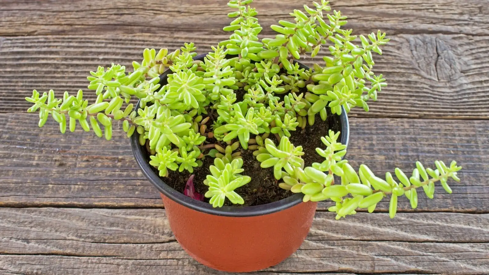 sedum rubrotinctum etiolated leggy stems