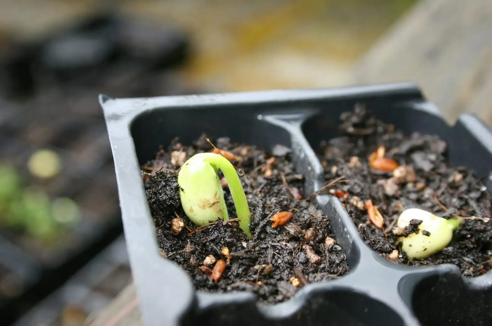 sedum rubrotinctum leaf propagation tray