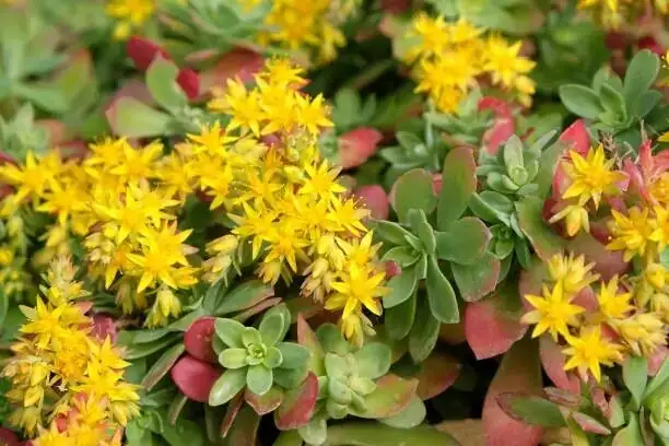 sedum rubrotinctum rocky habitat
