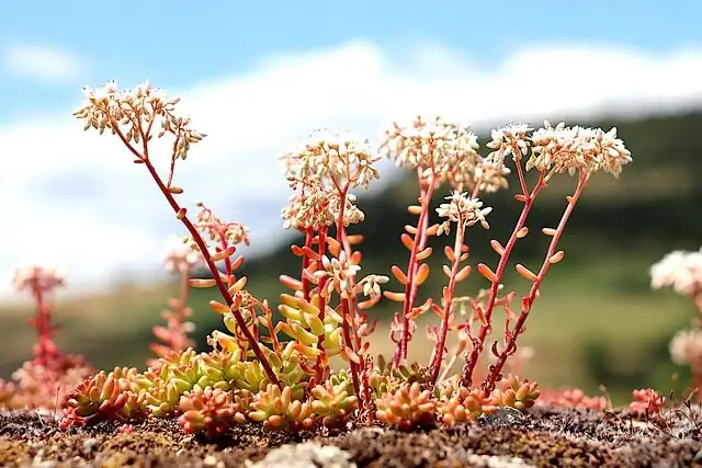 sedum rubrotinctum aurora pink variegated