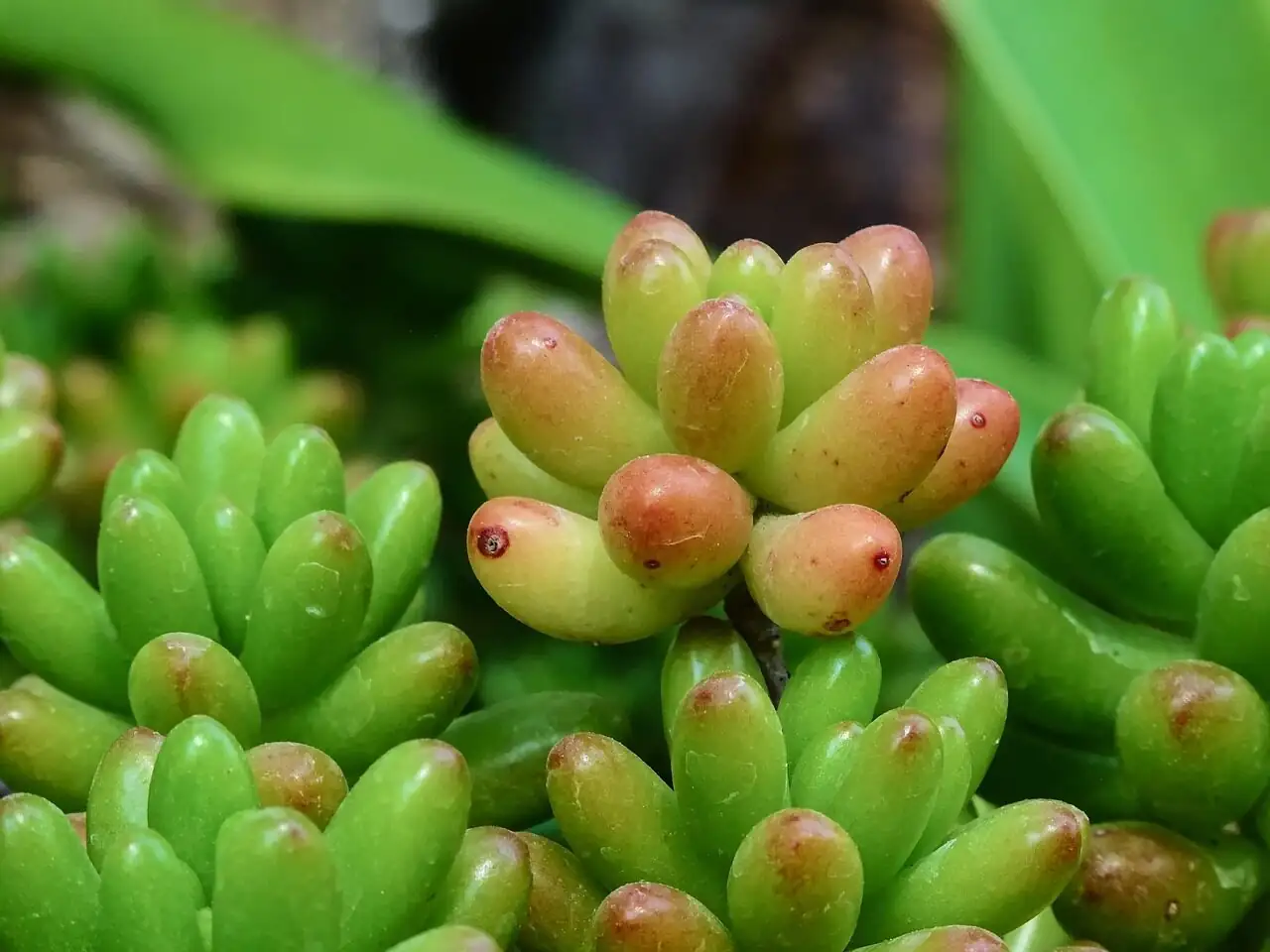 sedum rubrotinctum vs sedum pachyphyllum