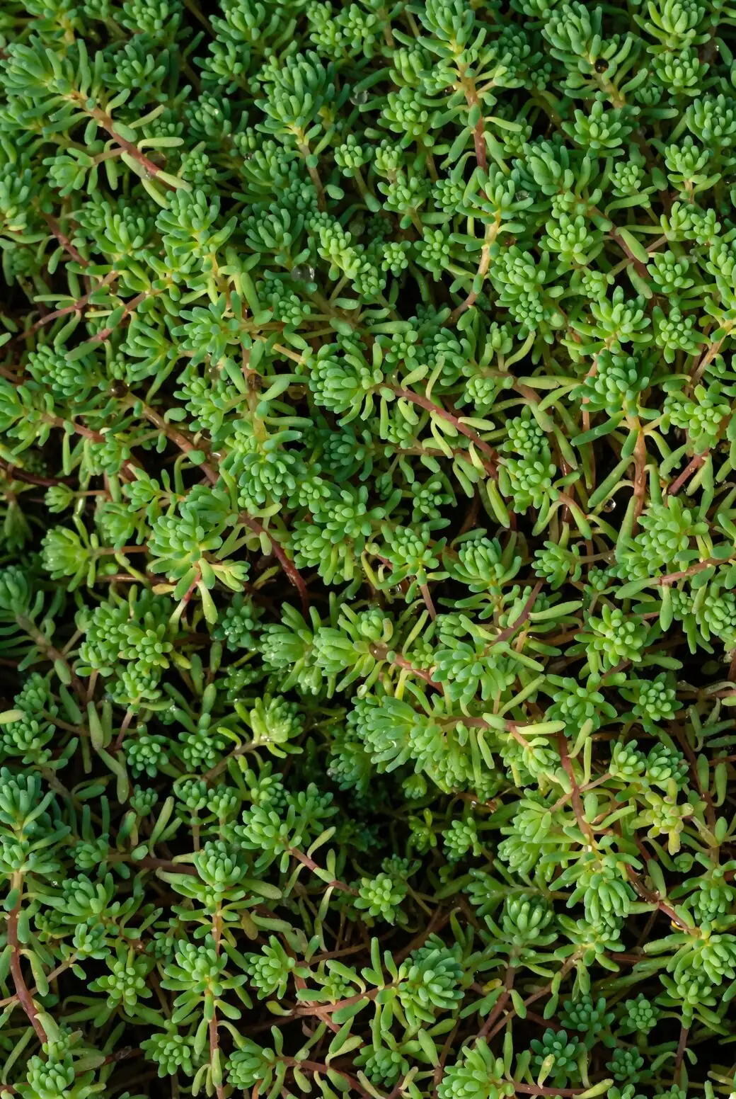 sedum rubrotinctum leaf with roots