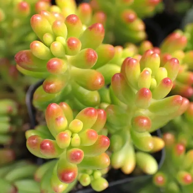 sedum rubrotinctum red tips close-up