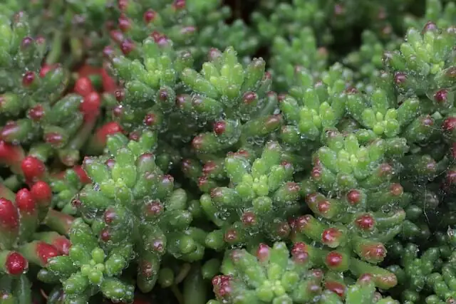 sedum rubrotinctum green to red