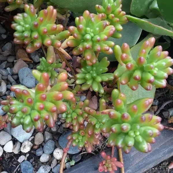 sedum rubrotinctum shallow terracotta planter