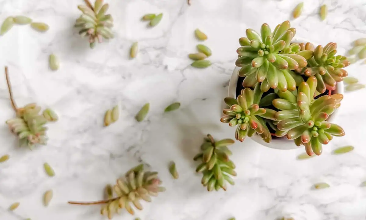 sedum rubrotinctum leaf and stem cuttings