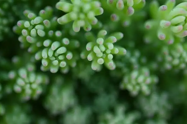 sedum rubrotinctum leaf propagation hands