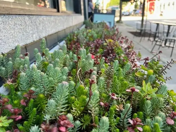 sedum rubrotinctum full pot balcony