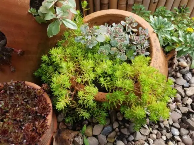 阳台配色师：用会“变脸”的虹之玉打造四季小景