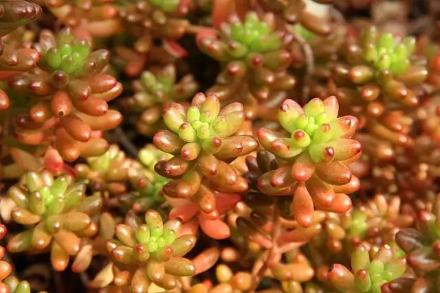sedum rubrotinctum leaf color close-up