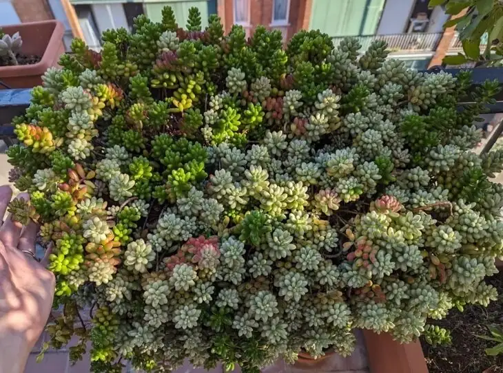 sedum rubrotinctum morning side light