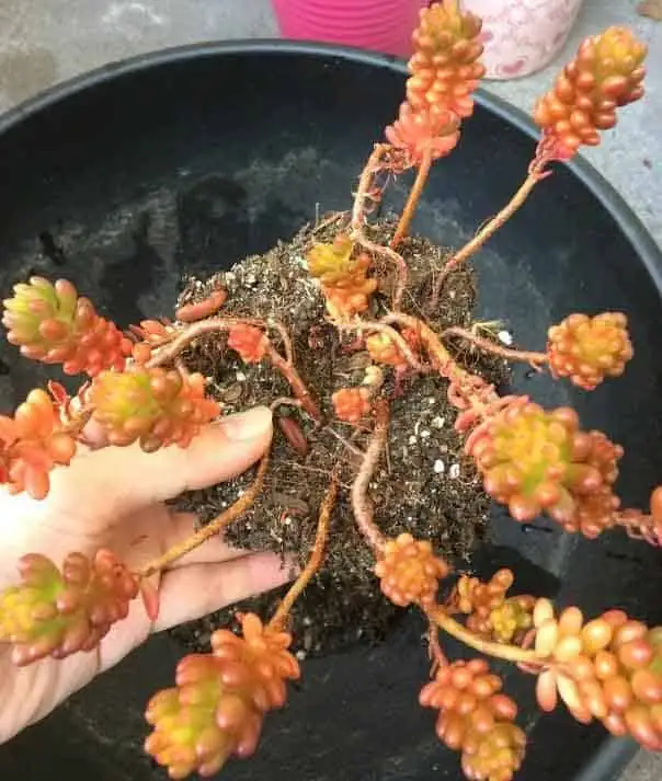 sedum rubrotinctum potting hands terracotta