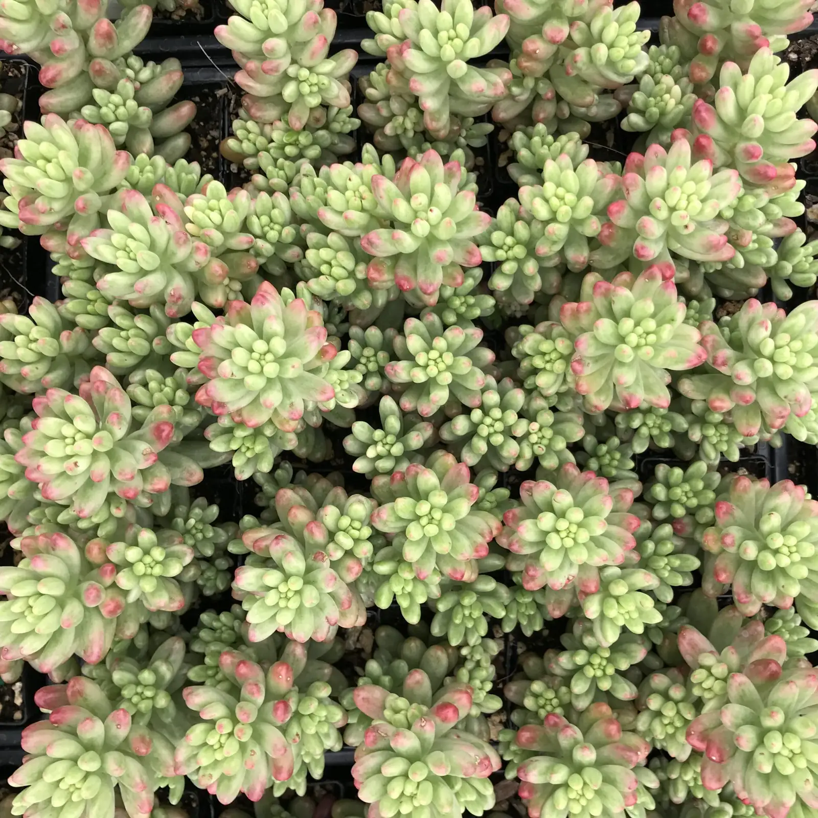 sedum rubrotinctum dense groundcover top view