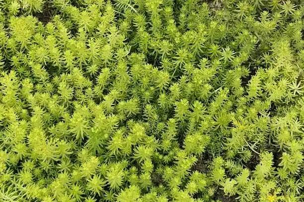 sedum rubrotinctum with sedum lineare mix