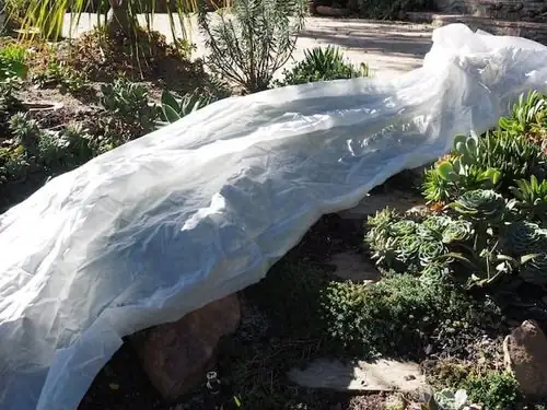 sedum rubrotinctum frost cloth cover