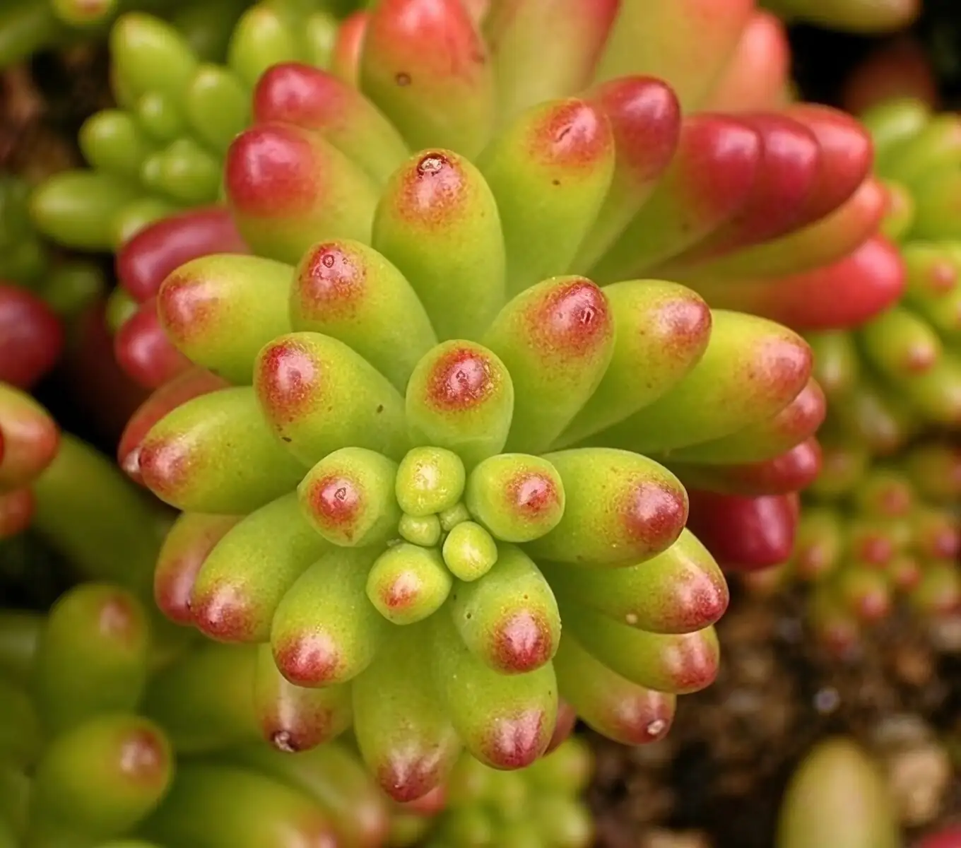 sedum rubrotinctum summer shade net