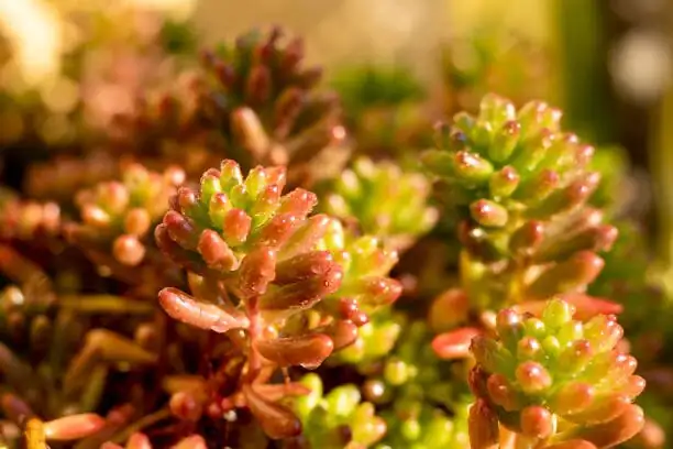 sedum rubrotinctum repotting roots close-up