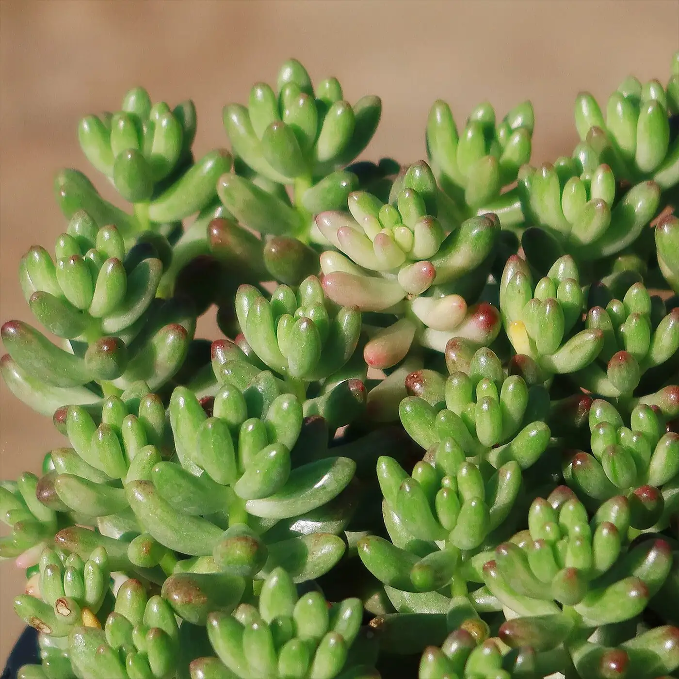 sedum rubrotinctum sunburn leaf close up