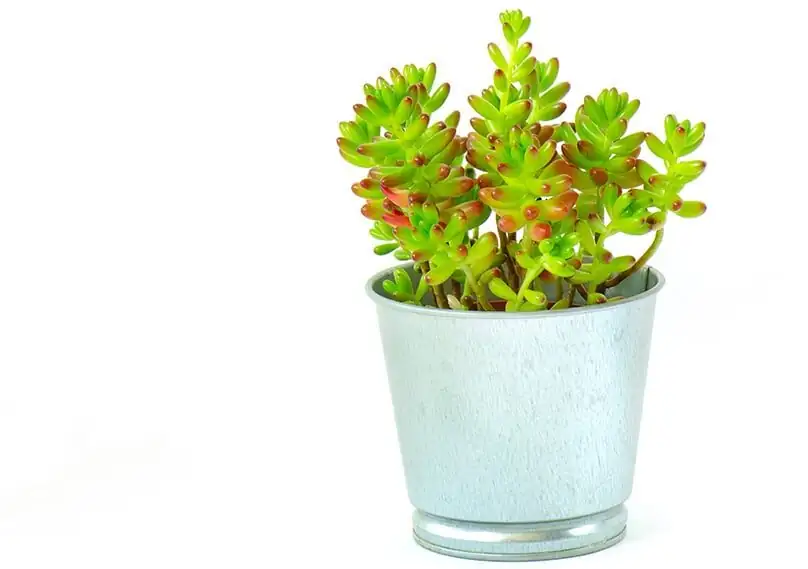 sedum rubrotinctum soil moisture test bamboo skewer