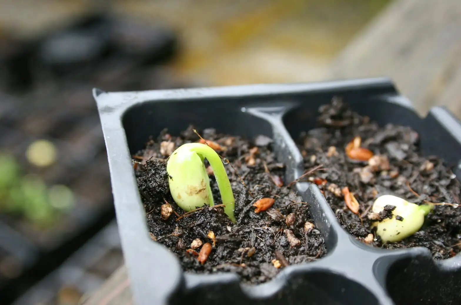 sedum rubrotinctum leaf propagation tray